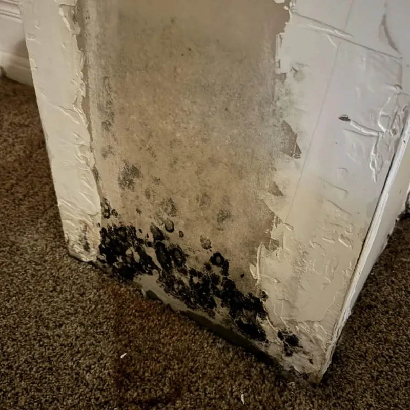 Professional Mold Removal in Fort Scott, KS
